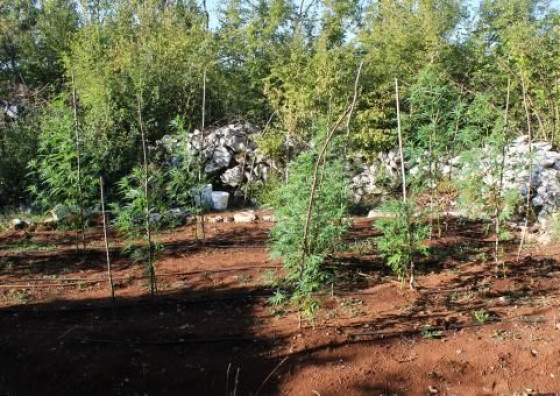 Marihuana, Indijska konoplja