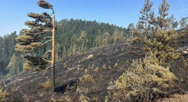 ZAŠTIĆENO PODRUČJE 'Šumu prije požara opustošilo lokalno šumsko poduzeće'