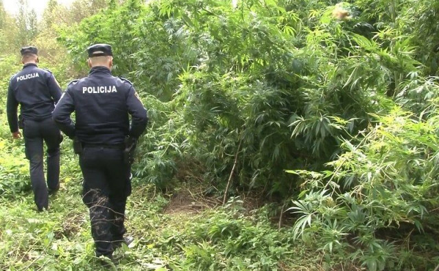 PALI NAKON 'BERBE' Mjesecima okopavali i spavali uz nasad marihuane, otkriveni jer nisu stali policajcima