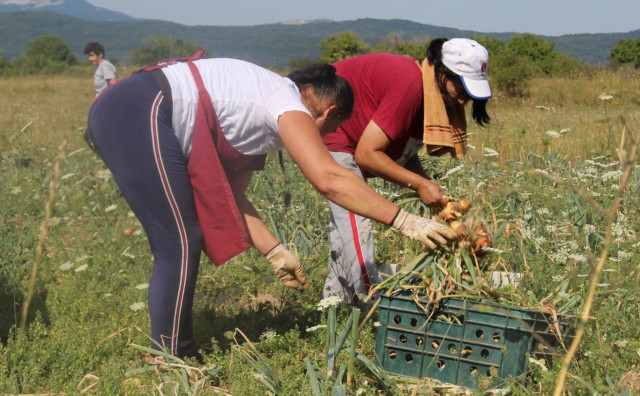 NIKAD VEĆA SUŠA Naši poljoprivrednici trude se sačuvati biljke od temperatura, dobivaju spaljene usjeve i suhe plodove