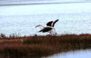 Plamenac NEretva