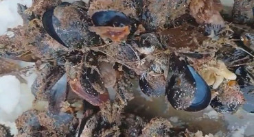 EPPO otkrio lažnu farmu školjki u Bugarskoj, uzeli europske poticaje, u moru pronađen samo pijesak