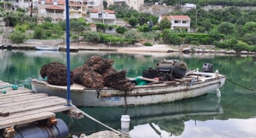 Neum, školjke, kamenice