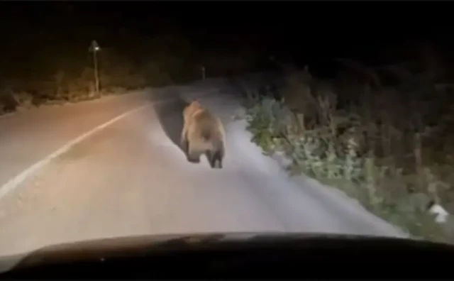 Medvjed snimljen na putu Berkovići-Nevesinje