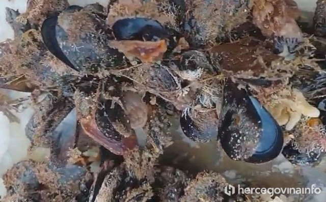 EPPO otkrio lažnu farmu školjki u Bugarskoj, uzeli europske poticaje, u moru pronađen samo pijesak