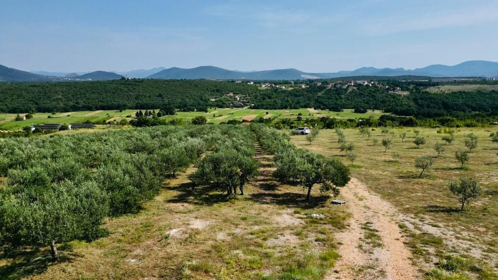 Slavko Ramljak masline, maslenik