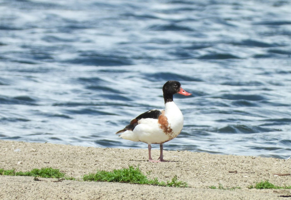 Zabilježeni trenutci s birdwatchinga u Livnu