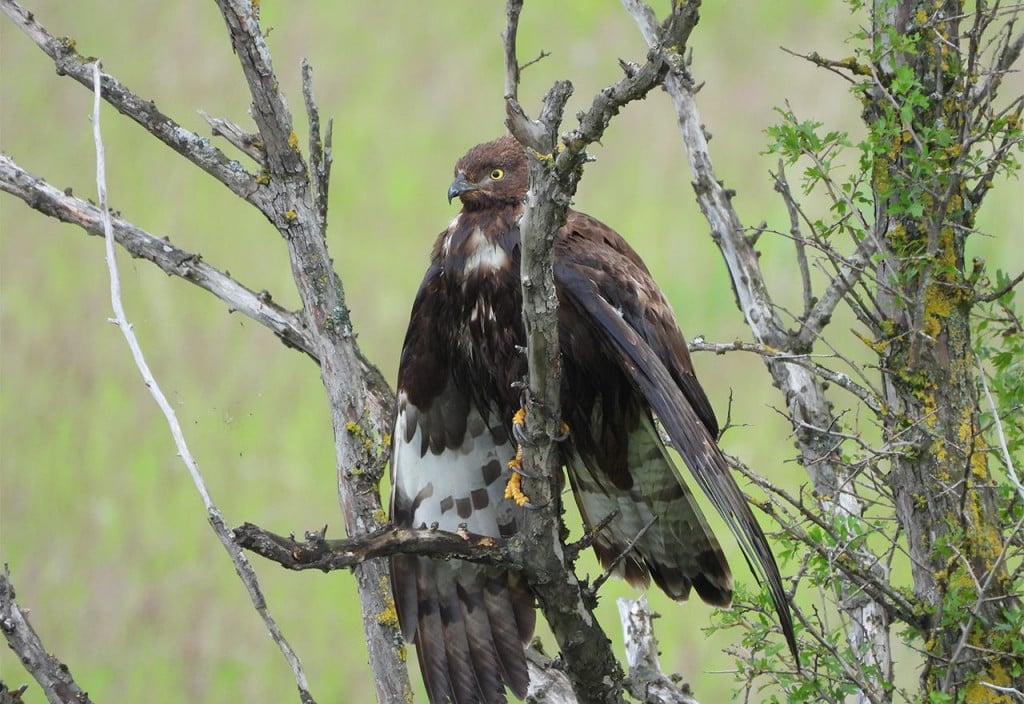 Zabilježeni trenutci tijekom birdwatchinga u Livnu