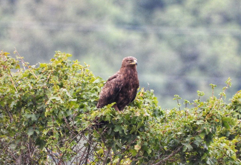 Zabilježeni trenutci tijekom birdwatchinga u Livnu