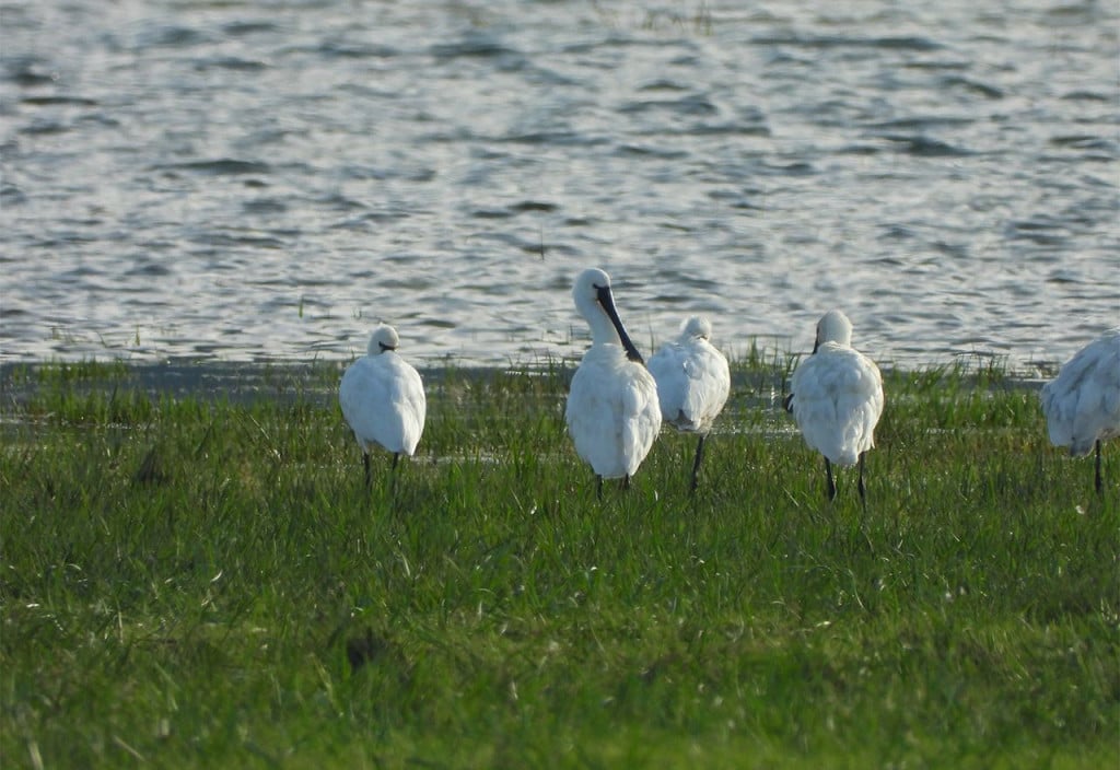 Zabilježeni trenutci tijekom birdwatchinga u Livnu