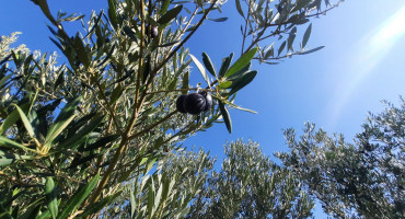 Masline obitelji Vukoje
