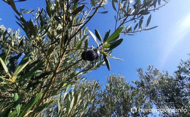 Hercegovačka maslinova ulja bit će predstavljena na Braču
