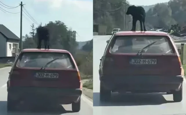 Društvenim mrežama se širi snimka psa iz Busovače kojeg vozač prevozi na krovu automobila