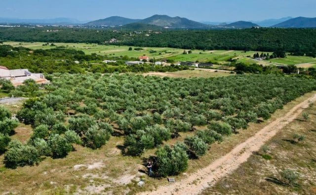 HERCEGOVAČKE MASLINE Uskoro kreće berba, godina je bolja nego prošla. Nedostatak berača pokrivaju tresači