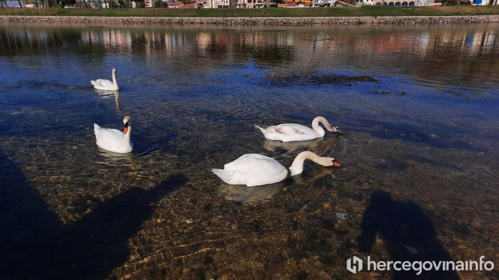 Labudovi Trebinje