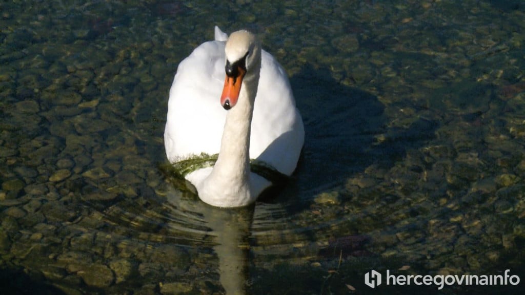 Labudovi Trebinje