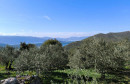 masline Neum
