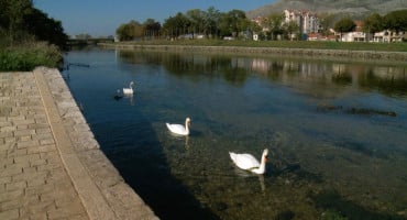 Labudovi Trebinje