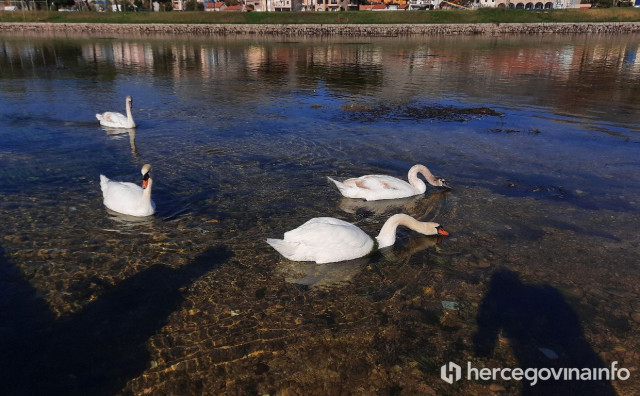 Trebinje ima novu atrakciju, izlegli se prvi labudići na Trebišnjici