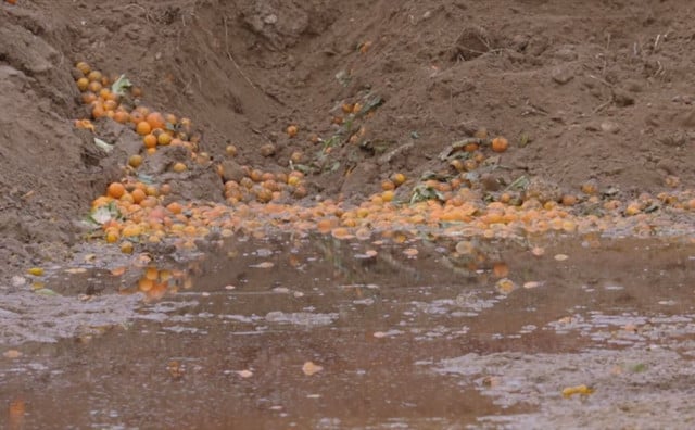 DOLINA NERETVE Tone mandarina uništavaju se kao kompost