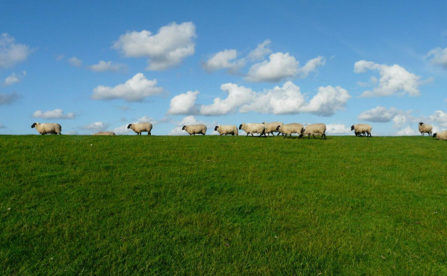Bolest plavog jezika prijeti stočarstvu u BiH