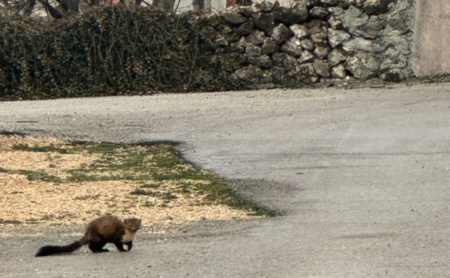 FOTOGRAFIJE ZABILJEŽENE Misteriozni džudžan u okolici Širokog Brijega