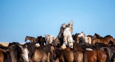 Divlji konji kod Livna