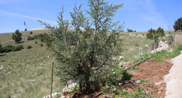 Na Fortici iznad Mostara počinje pošumljavanje, planirana sadnja 2.000 stabala