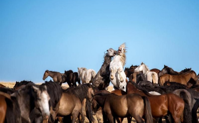 Počelo prvo znanstveno istraživanje livanjskih divljih konja, GPS ogrlice pratit će kretanje krda