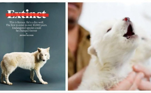 KLONIRANI U TIŠINI Izumrla životinja vraćena na svijet nakon 12.000 godina