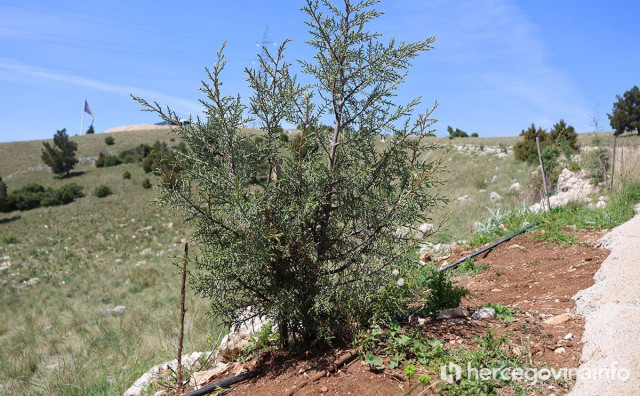 Na Fortici iznad Mostara počinje pošumljavanje, planirana sadnja 2.000 stabala