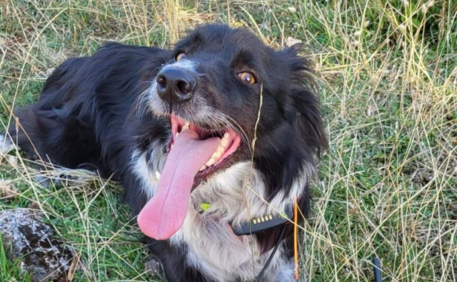 AKCIJA GSS-a Potražni pas na Križevcu pronašao nestalu Amerikanku