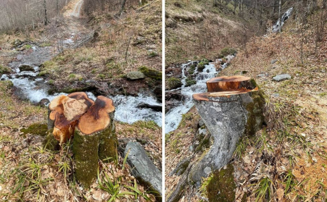 Nelegalna sječa stabala kod izvora Neretvice