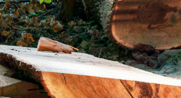 Muškarac smrtno stradao prilikom sječe šume kod Drvara