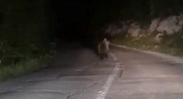 Medvjed na cesti između Mostara i Goranaca