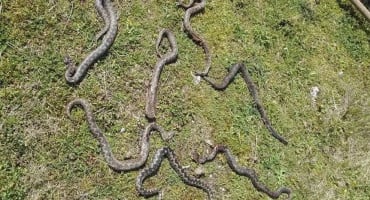 Pronašao leglo poskoka u dvorištu