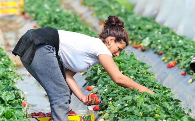 BEZ NJIH NEMA BERBE Berači iz BiH neizostavan su dio sezone jagoda u Vrgorcu
