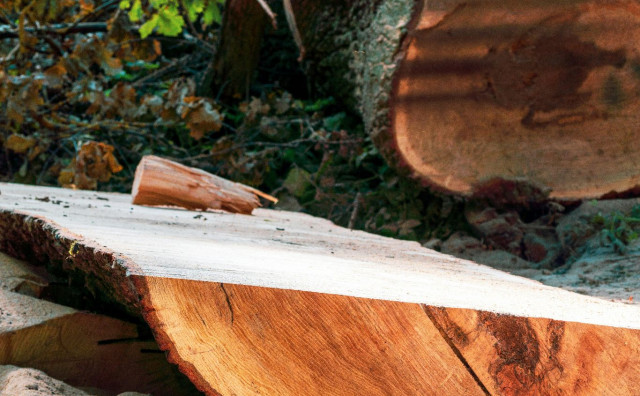 Muškarac smrtno stradao prilikom sječe šume kod Drvara