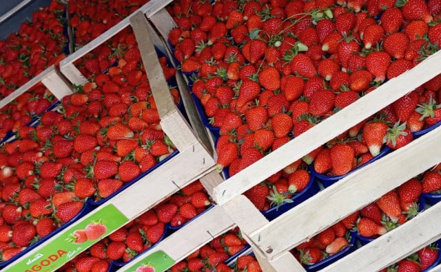 Hercegovačke jagode preskupe? Poljoprivrednica otkriva pravu pozadinu