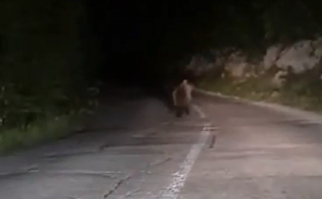 Medvjed na cesti između Mostara i Goranaca