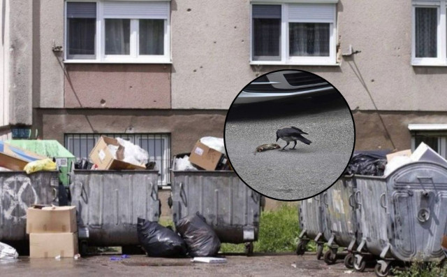 Proglašena epidemija leptospiroze u Kantonu Sarajevo
