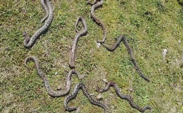 Slagao drva u dvorištu, pa pronašao leglo poskoka