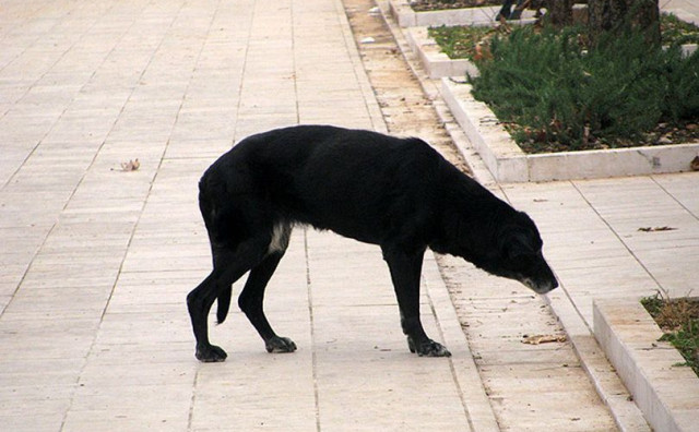 Majka iz Mostara uputila pismo gradonačelniku i gradskim vijećnicima nakon napada psa