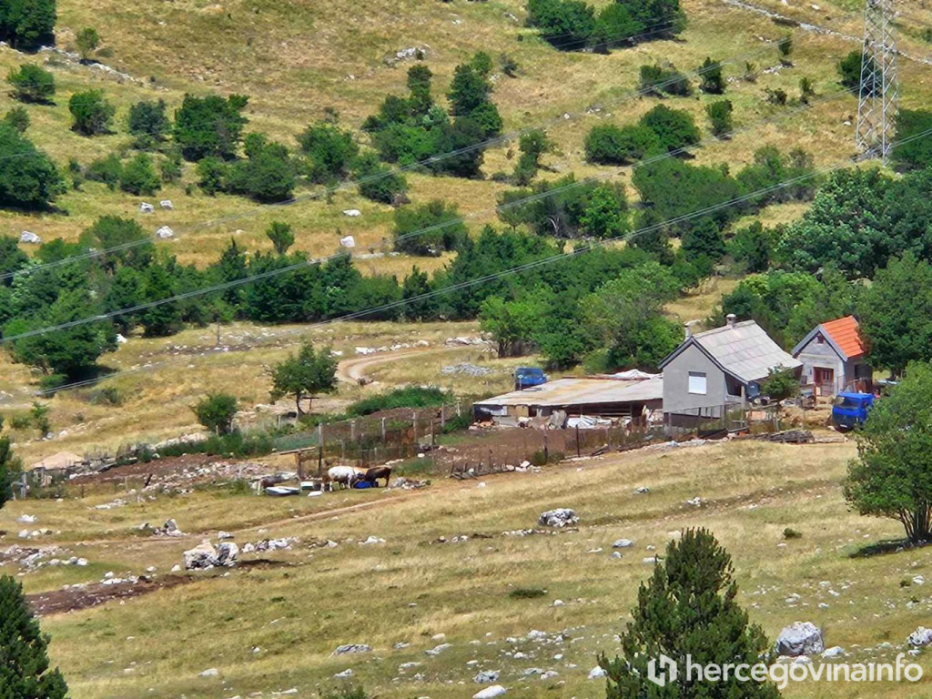 Ovce Rujište