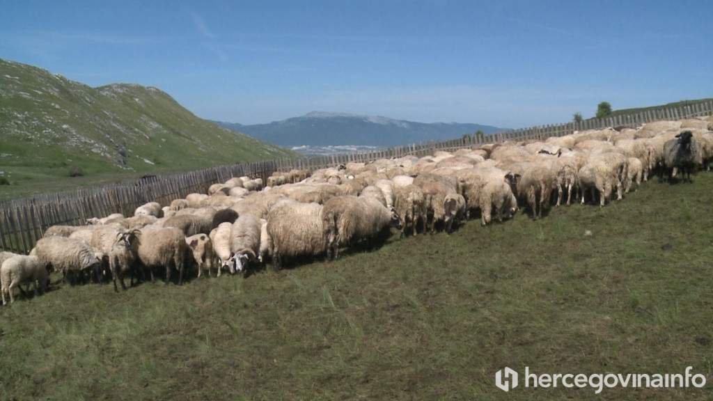 Tomislav Dragumilo stočar