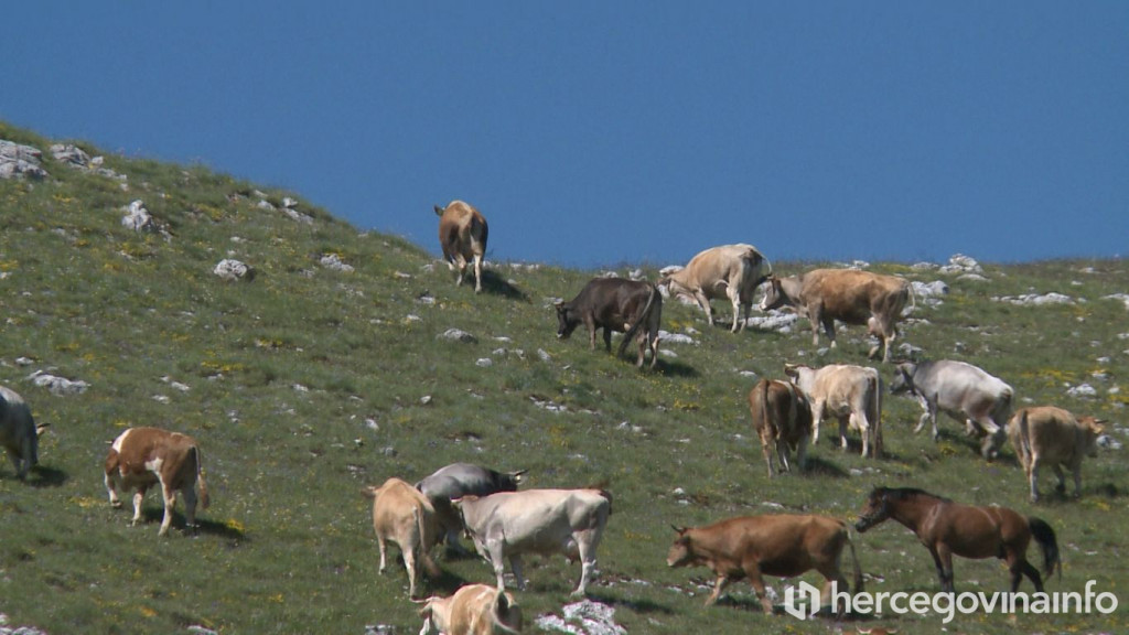 Tomislav Dragumilo stočar