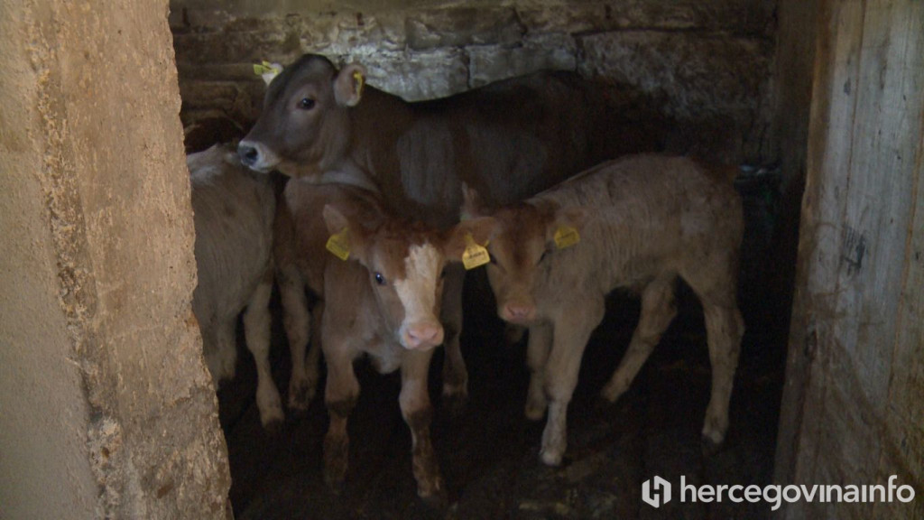 Tomislav Dragumilo stočar