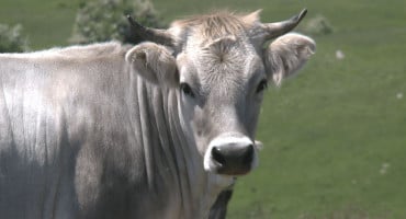 Gatačko sivo govedo
