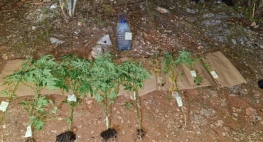 Marihuana u Čapljini