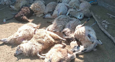 Policiji prijavljeno da je kod Mostara ugušeno 17 ovaca na obiteljskom imanju